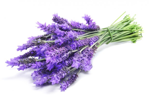 Spike Lavender