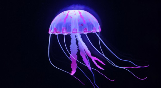 jellyfish