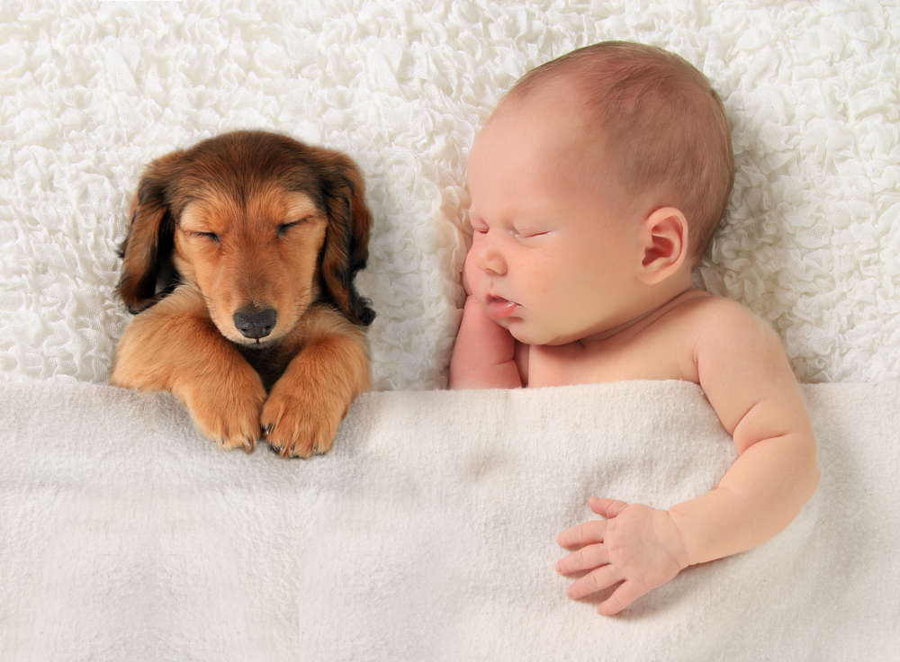 Allergies Can We Keep Our Pets When The Baby Arrives