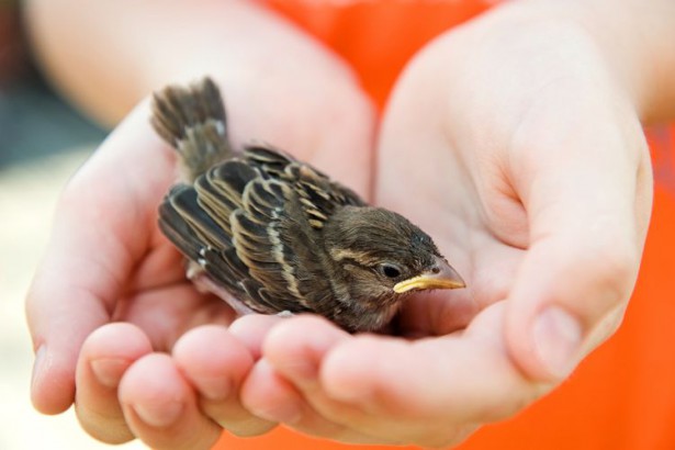 A little bird news