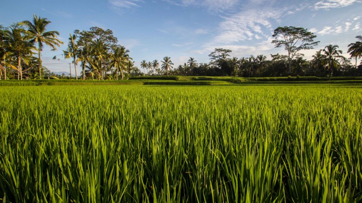 Natural greenery