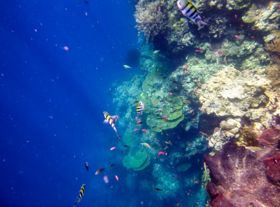 Snorkel off Menjangan Island