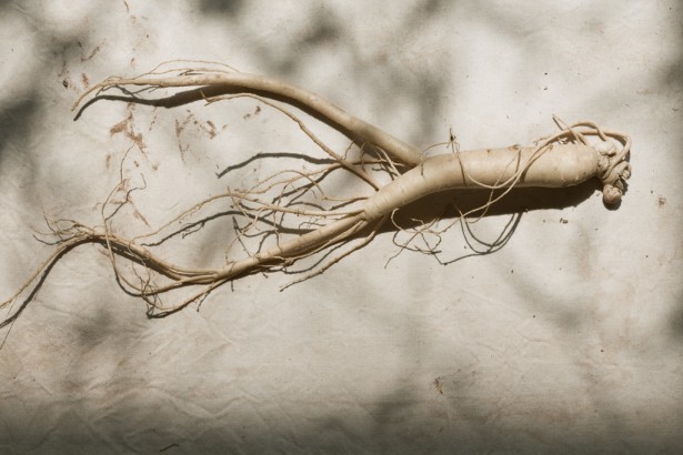 Ginseng root