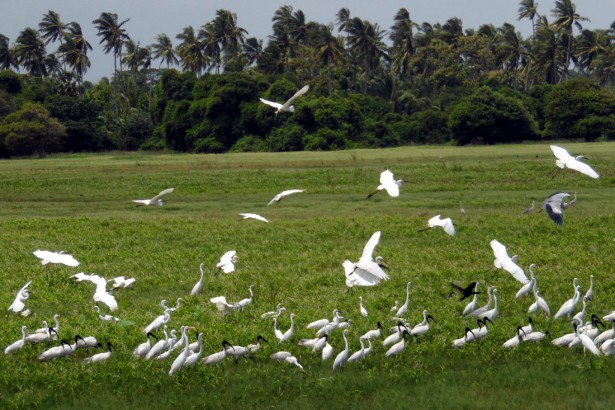 Anawilundawa Wetland Sanctuary