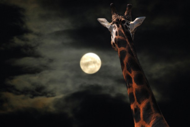 Night safari