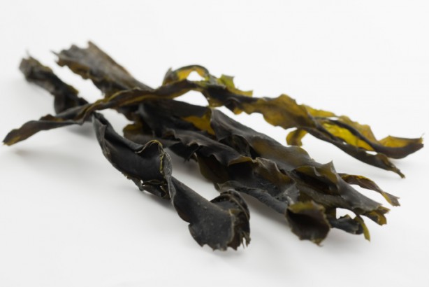 Algae