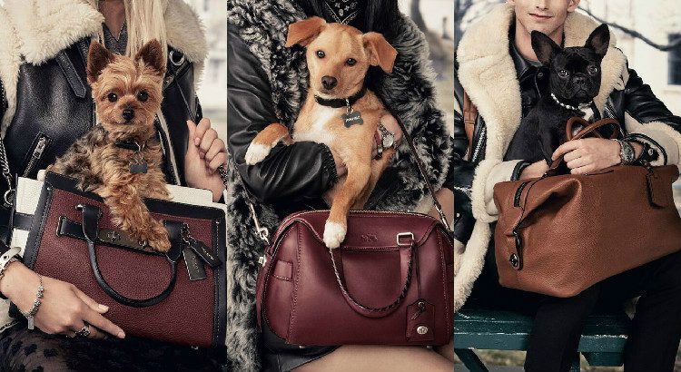 Ariana Grande's Dog Toulouse Stars in Coach's Fall Campaign