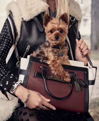 Coach Pups Campaign