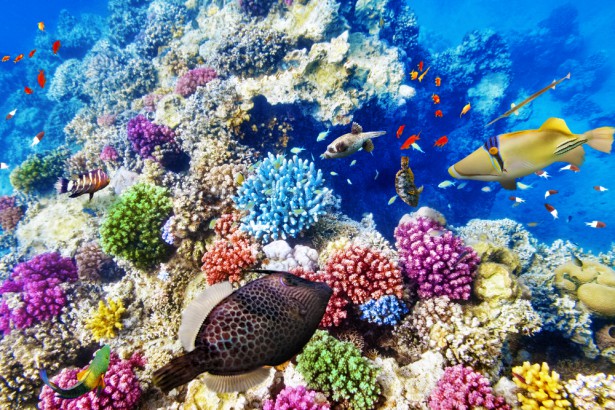 Great Barrier Reef, Australia