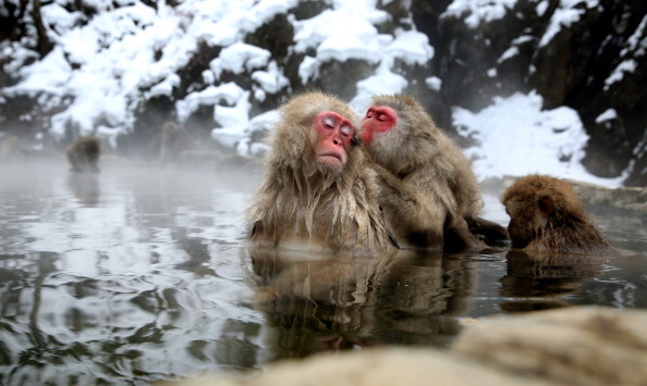 Jigokudani Monkey Park, Japan