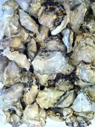 Luke's Oyster Bar