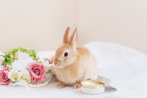 The Pet Lover