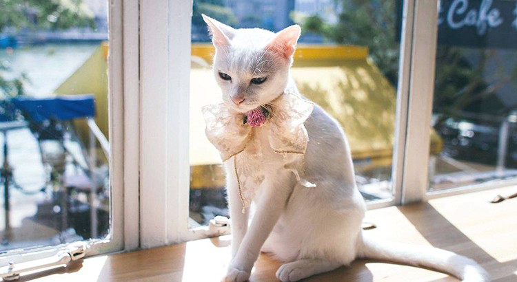 Neko no Niwa