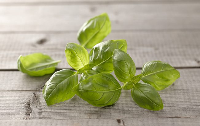Basil