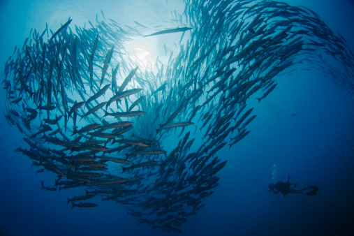 Barracuda Point, Sipadan, Malaysia