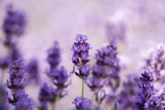 Selective close-up focus on purple flowering lavender, Lavandula angustifolia.