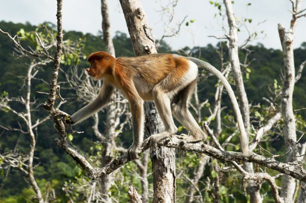 Bako National Park, Sarawak