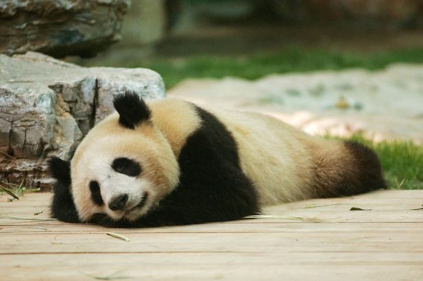 Beijing Zoo, Beijing, China