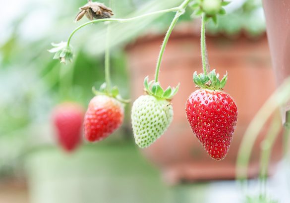 Strawberry Farm