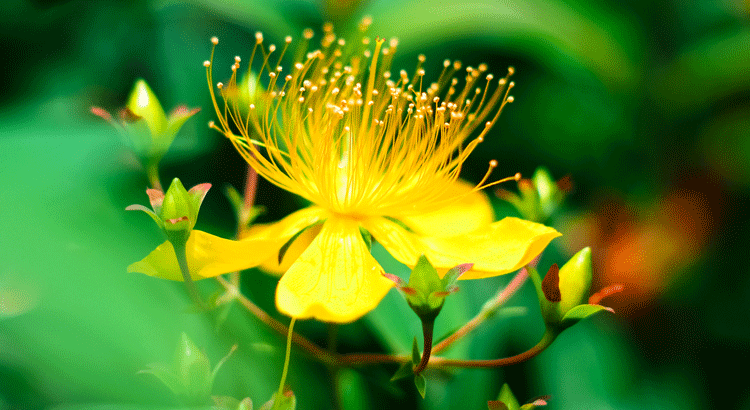 St. John's wort: Reduces effectiveness of the pill