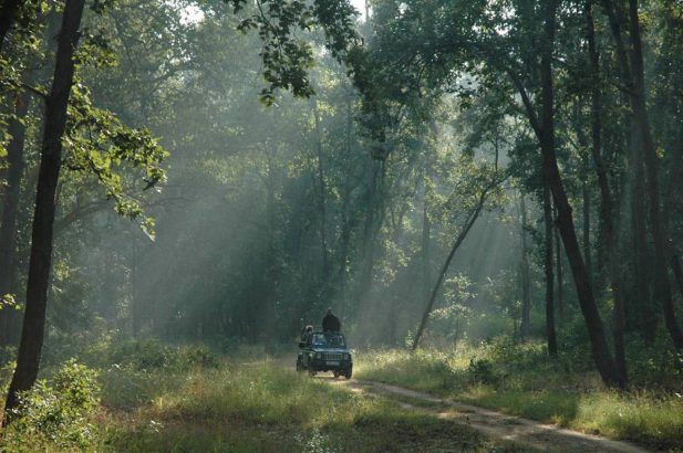 Spot tigers in Kanha National Park