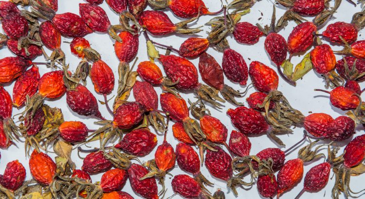 on a white background dried rose hips