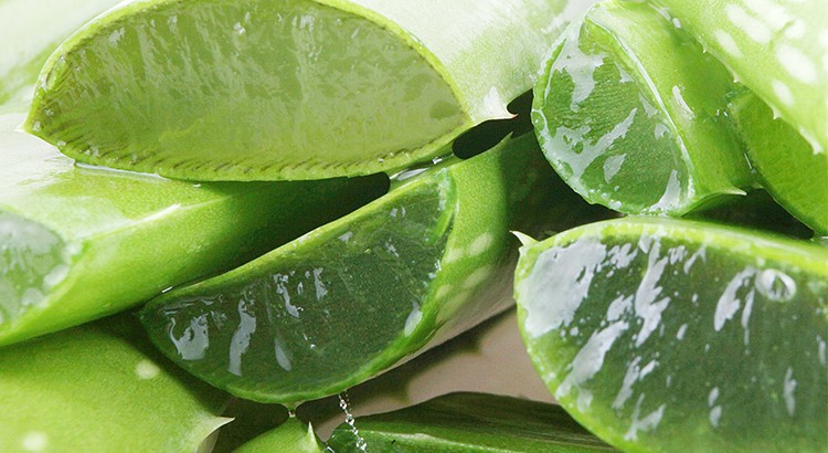 Aloe vera