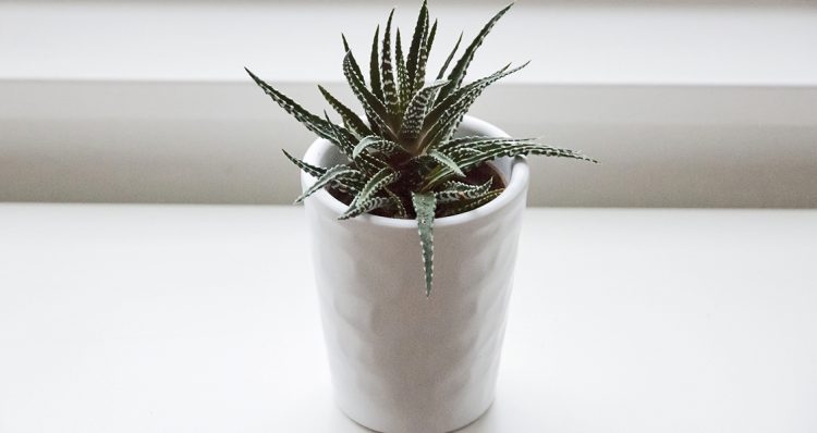 Aloe vera