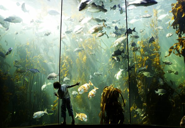 For Kids | A Zoo or Aquarium Membership