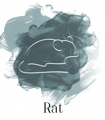 Rat