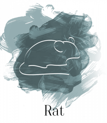Rat