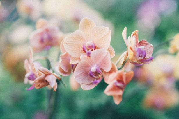 Orchids