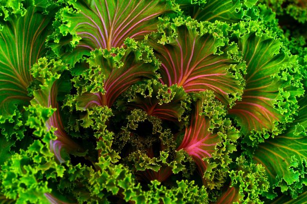 Kale, Spinach & Dark Leafy Greens