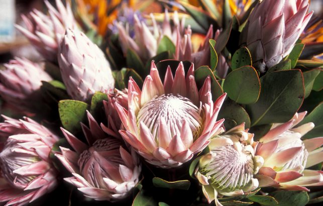 King Proteas