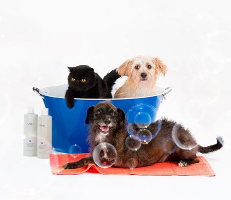 OUAI Pet Shampoo